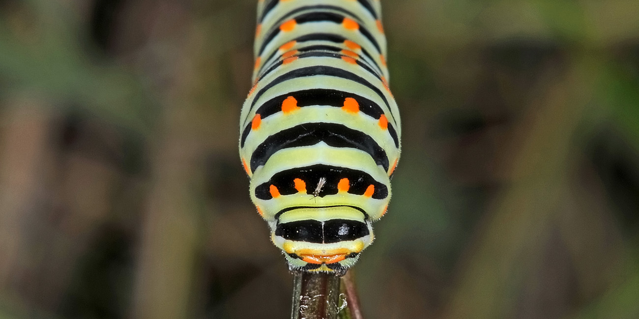 Bruco di Papilio machaon